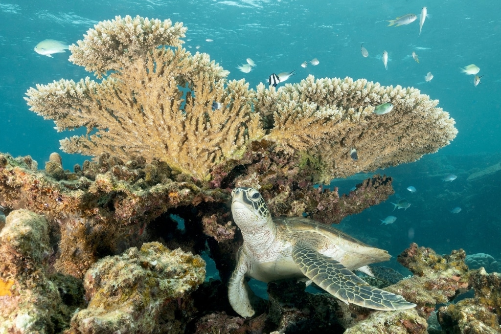 Global Coral Reefs Face ‘Widespread Death’ As Warming Planet Pushes System Beyond What It Can Cope With
