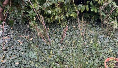 Beet mit Efeu als Bodenbedecker