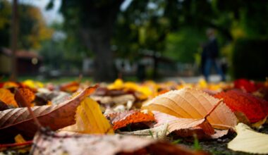 Vreme normală termic și predominant închisă, în Dobrogea și pe litoral - Știri Constanța - Radio Constanța