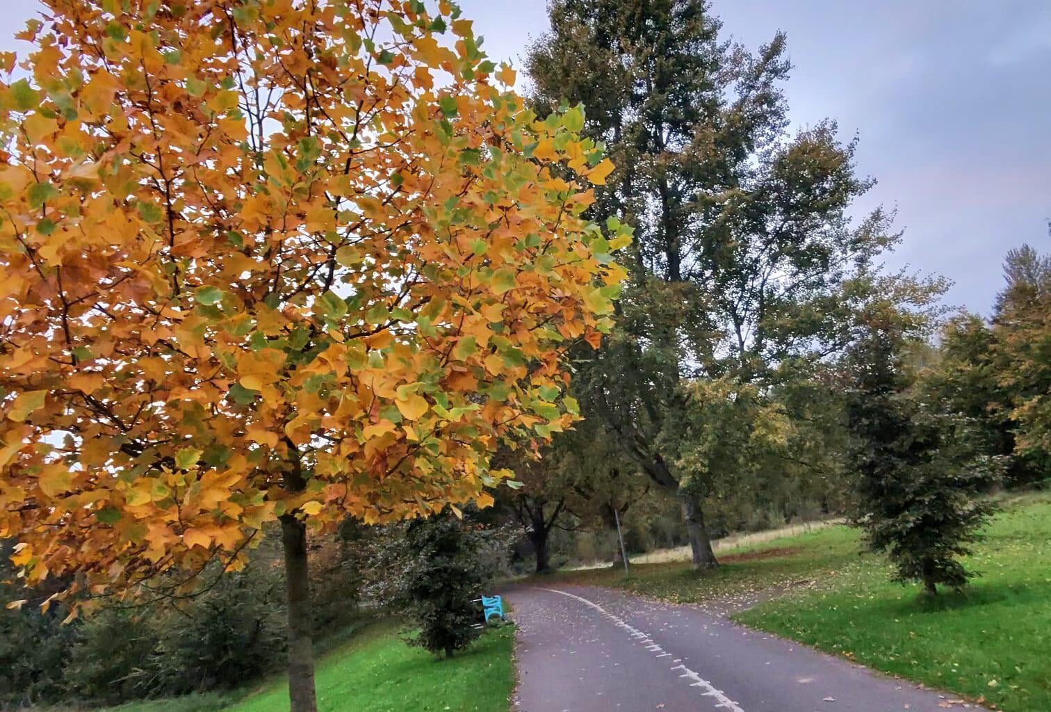 Took a walk and seen this nice autumn tree