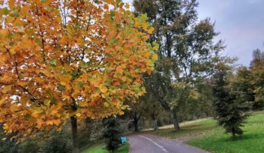 Took a walk and seen this nice autumn tree