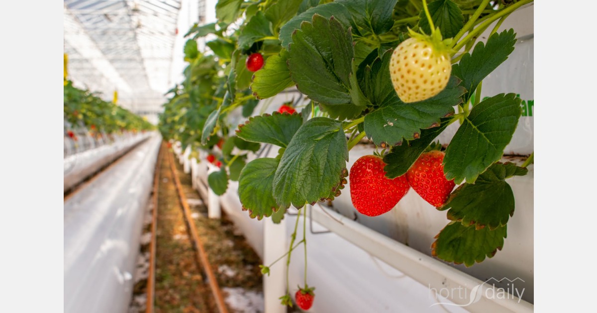 Vietnam and Australia announce reciprocal fruit exports
