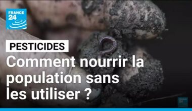 Pesticides : comment nourrir la population sans les utiliser ? • FRANCE 24