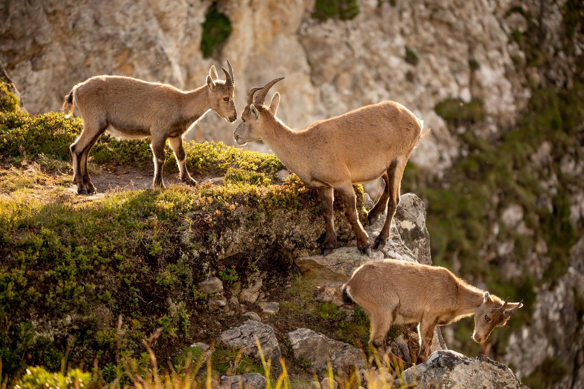 Les bouquetins ont été réintroduits dans les Grisons au XXe siècle et sont aujourd’hui présents par-dessus l’orée des forêts. — © Suisse Tourisme/Jan Geerk