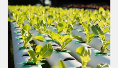 Cultivating a growing career from the rooftops