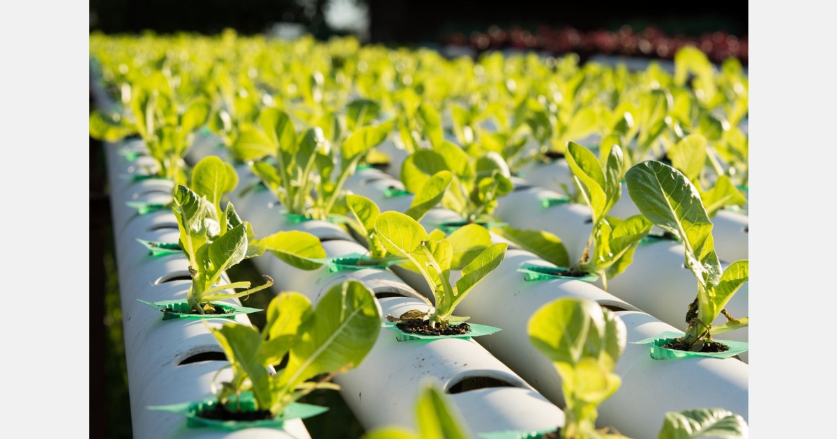 Cultivating a growing career from the rooftops