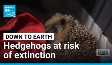Hedgehogs at risk of extinction: Spiky animals could disappear by 2050 • FRANCE 24 English