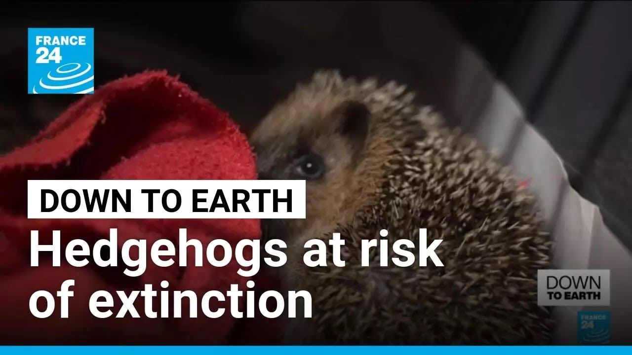 Hedgehogs at risk of extinction: Spiky animals could disappear by 2050 • FRANCE 24 English