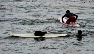 Aggressive sea otter steals surfboard off Santa Cruz, California coast, bites surfer; water rescue ensues