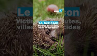 Nous avons tué la moitié des hérissons  • FRANCE 24
