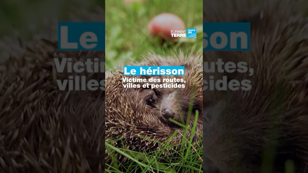 Nous avons tué la moitié des hérissons  • FRANCE 24