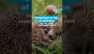 Hedgehogs at risk of extinction, the spiky animals could disappear by 2050   • FRANCE 24 English
