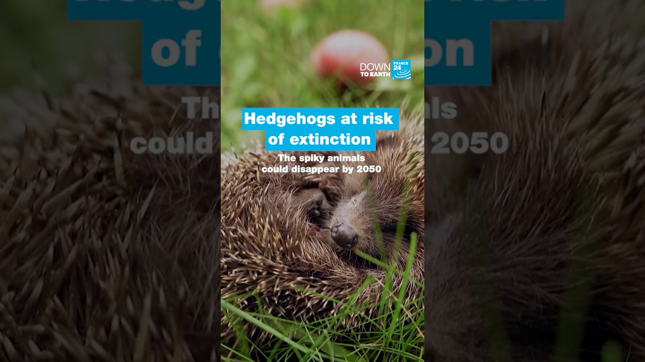Hedgehogs at risk of extinction, the spiky animals could disappear by 2050   • FRANCE 24 English