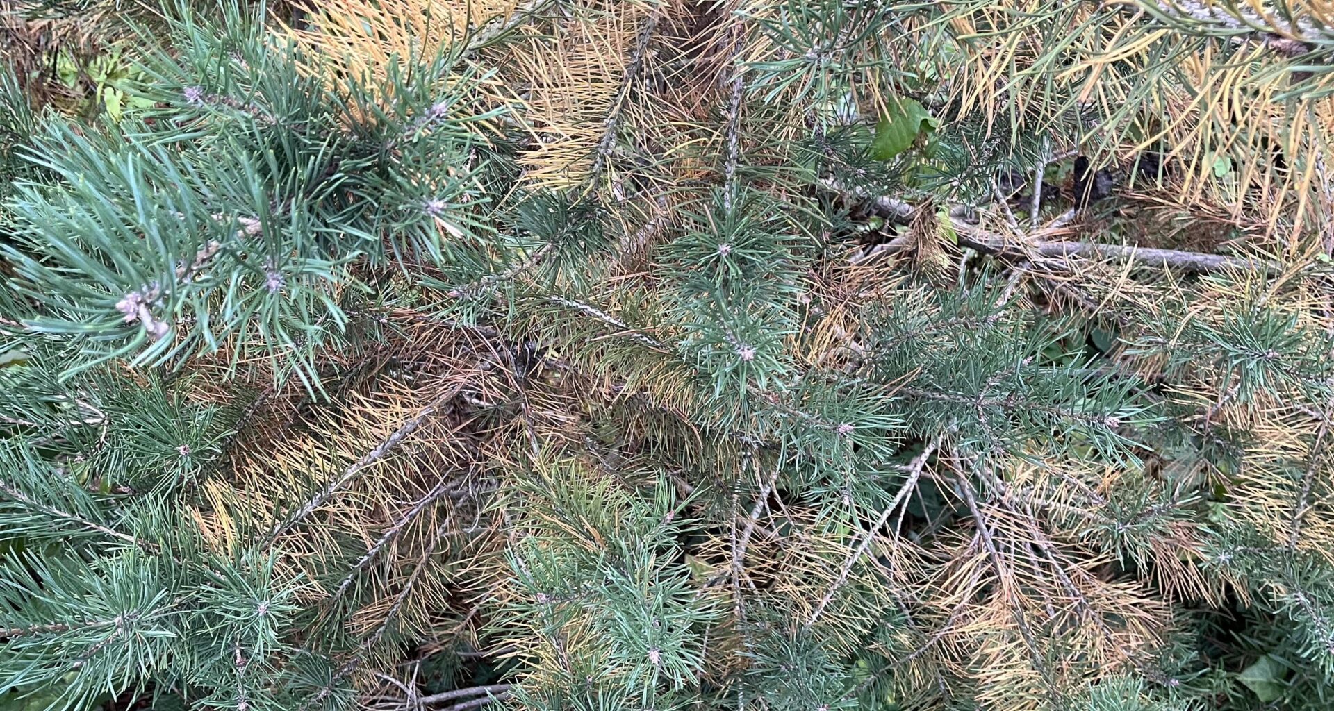 Was fehlt dem Kiefer?