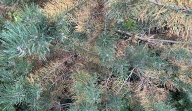 Was fehlt dem Kiefer?