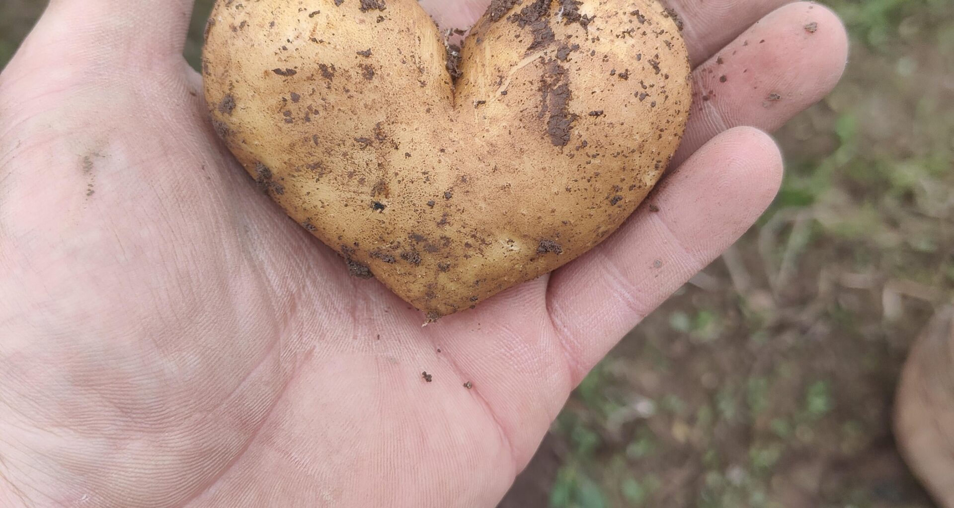 So die letzten Kartoffeln sind draußen