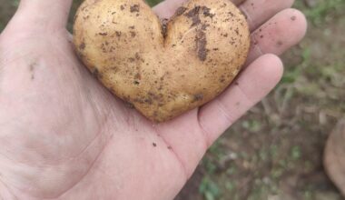 So die letzten Kartoffeln sind draußen