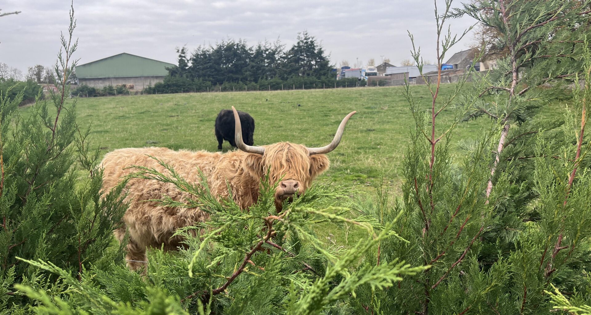 Big coo is watching you
