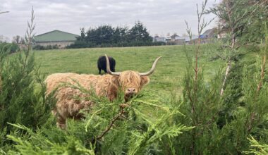Big coo is watching you