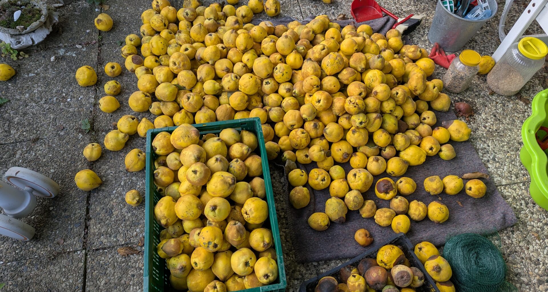 Obstqualität (Quitten) fürs Mosten