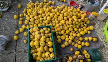 Obstqualität (Quitten) fürs Mosten