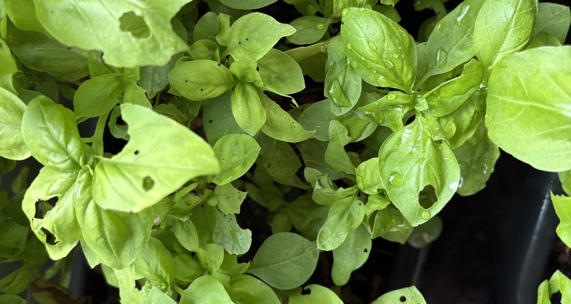 Welche Insekt macht das