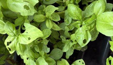 Welche Insekt macht das