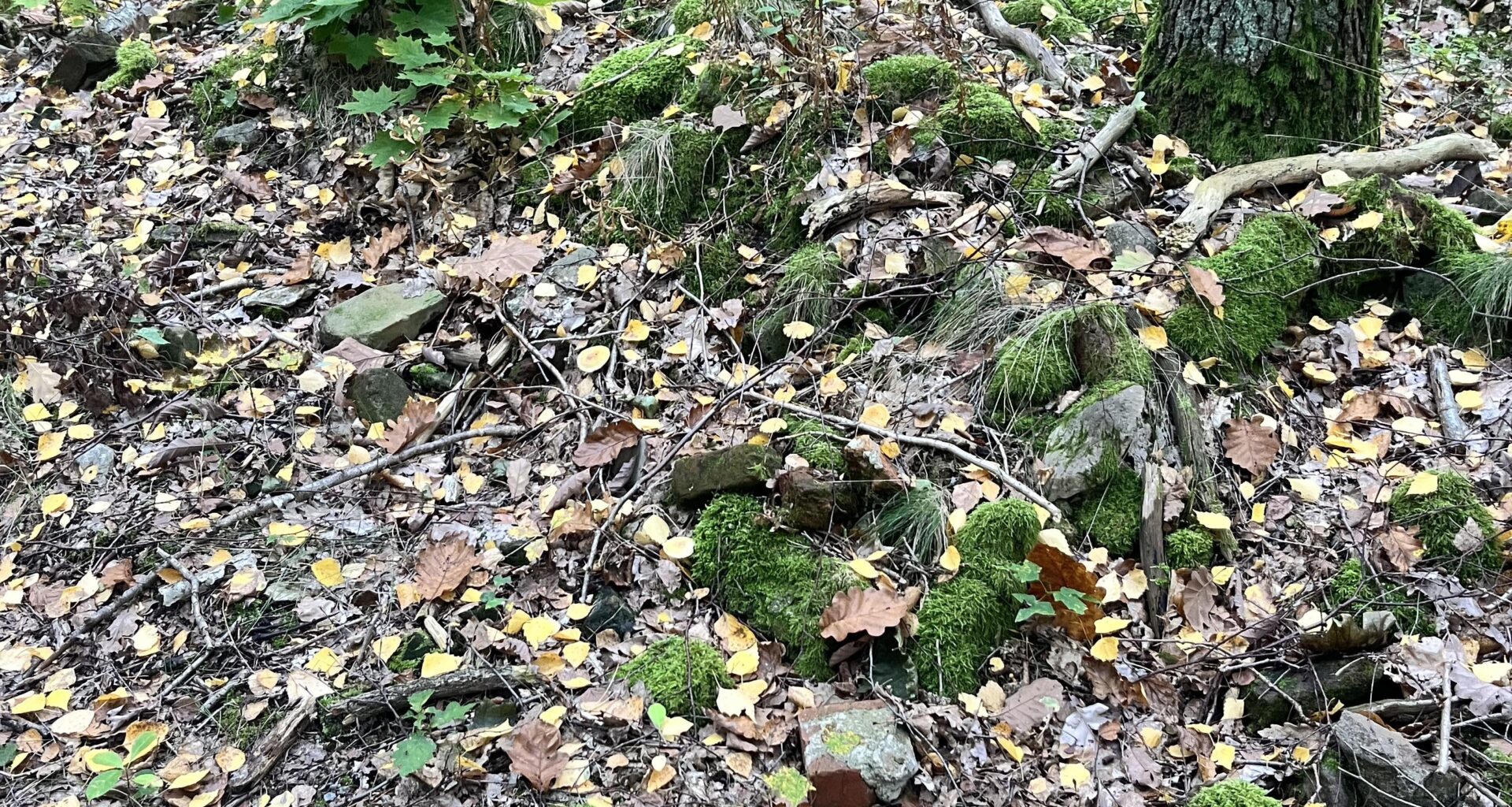 Wie viele Monate/ Jahre muss das im Wald liegen, um so „auszusehen“?