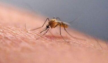 Nature's unwelcome invasion: Mosquitoes make first-ever appearance in Iceland