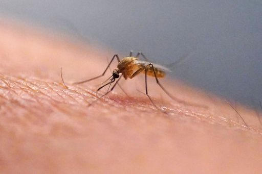 Nature's unwelcome invasion: Mosquitoes make first-ever appearance in Iceland