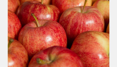 Moldova’s apple exports show September uptick, but trend remains unclear