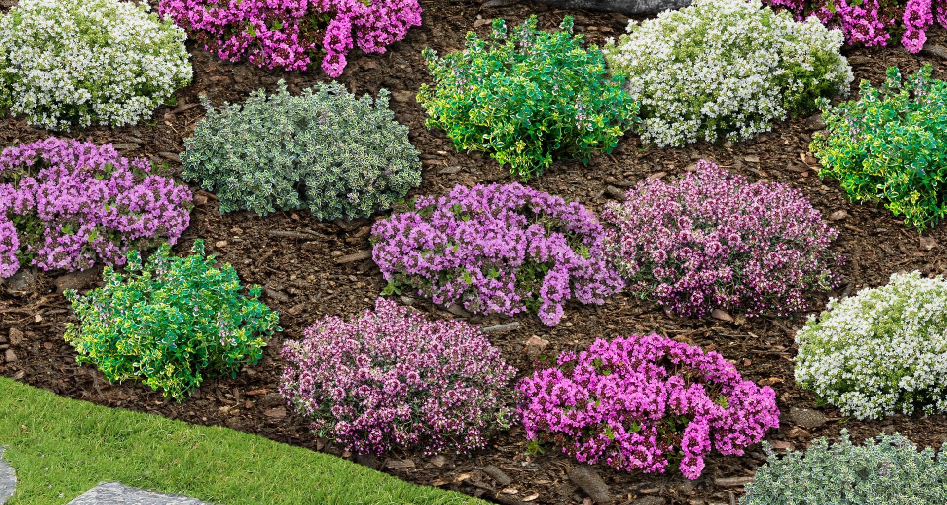 Liguster + Bodendecker