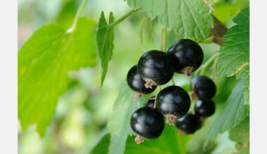 Ukrainian berry sector expands capacity and strengthens ties with European markets