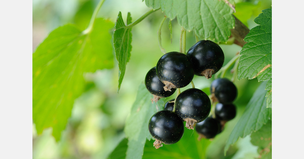 Ukrainian berry sector expands capacity and strengthens ties with European markets