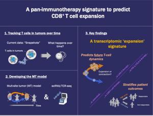 Decoding the T-cell burst: Signature genes that predict T-cell expansion in cancer immunotherapy