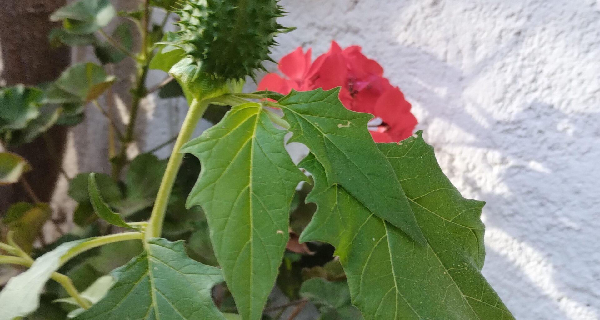 stechapfel im geranientopf
