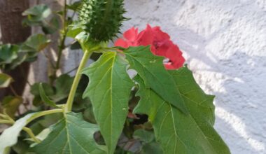 stechapfel im geranientopf