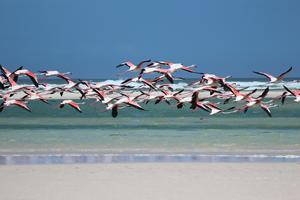 Backyard birders in South Africa may continue to enjoy biodiversity in visiting birds under climate change scenarios, while climate change and declining biodiversity may decrease birding in protected public parks