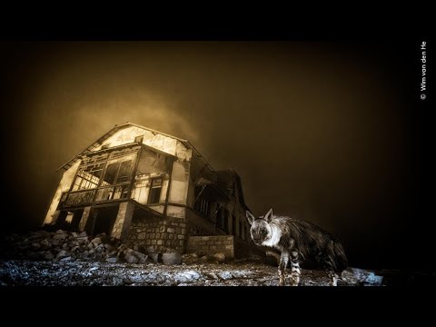 La vida salvaje fotografiada en el Wildlife Photographer of the Year