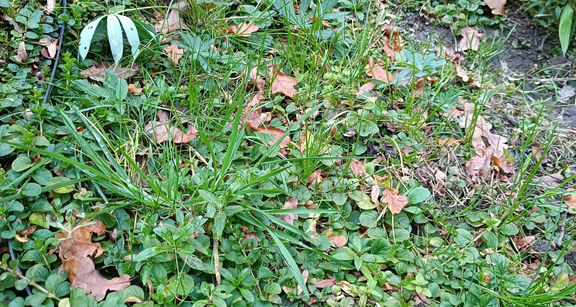 Pfennigkraut als Bodendecker: Gras unterdrückt das nicht wirklich, oder?