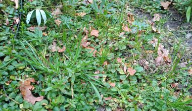 Pfennigkraut als Bodendecker: Gras unterdrückt das nicht wirklich, oder?