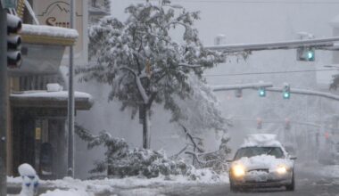 Casper program to cut unsafe trees felled by DOGE’s ax