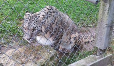 Ziua Internațională a Leopardului Zăpezilor, la Zoo Brașov