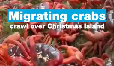 Migrating crabs crawl over Christmas Island • FRANCE 24 English