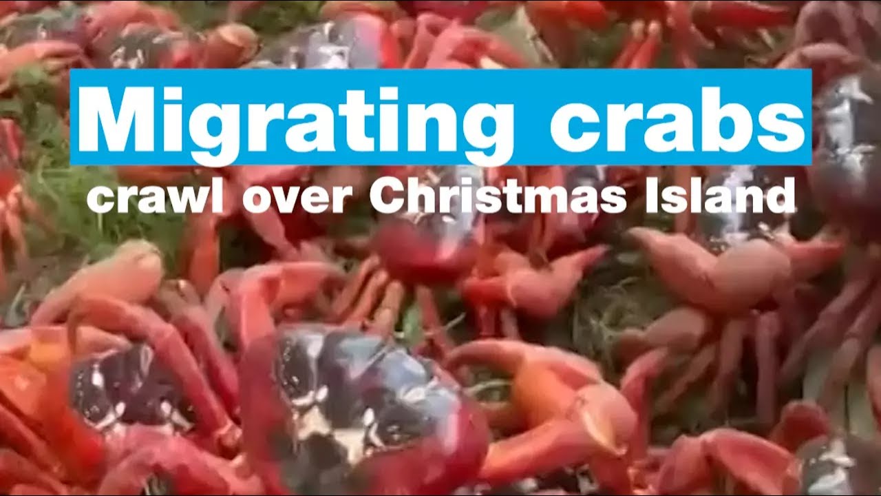 Migrating crabs crawl over Christmas Island • FRANCE 24 English