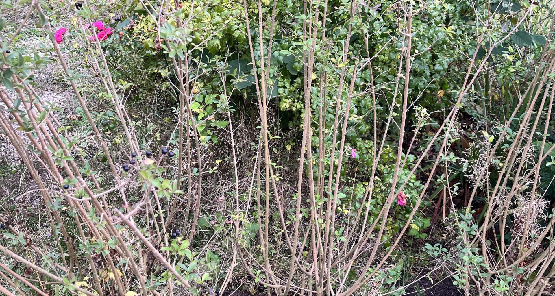 Wo Liguster schneiden?