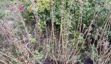 Wo Liguster schneiden?