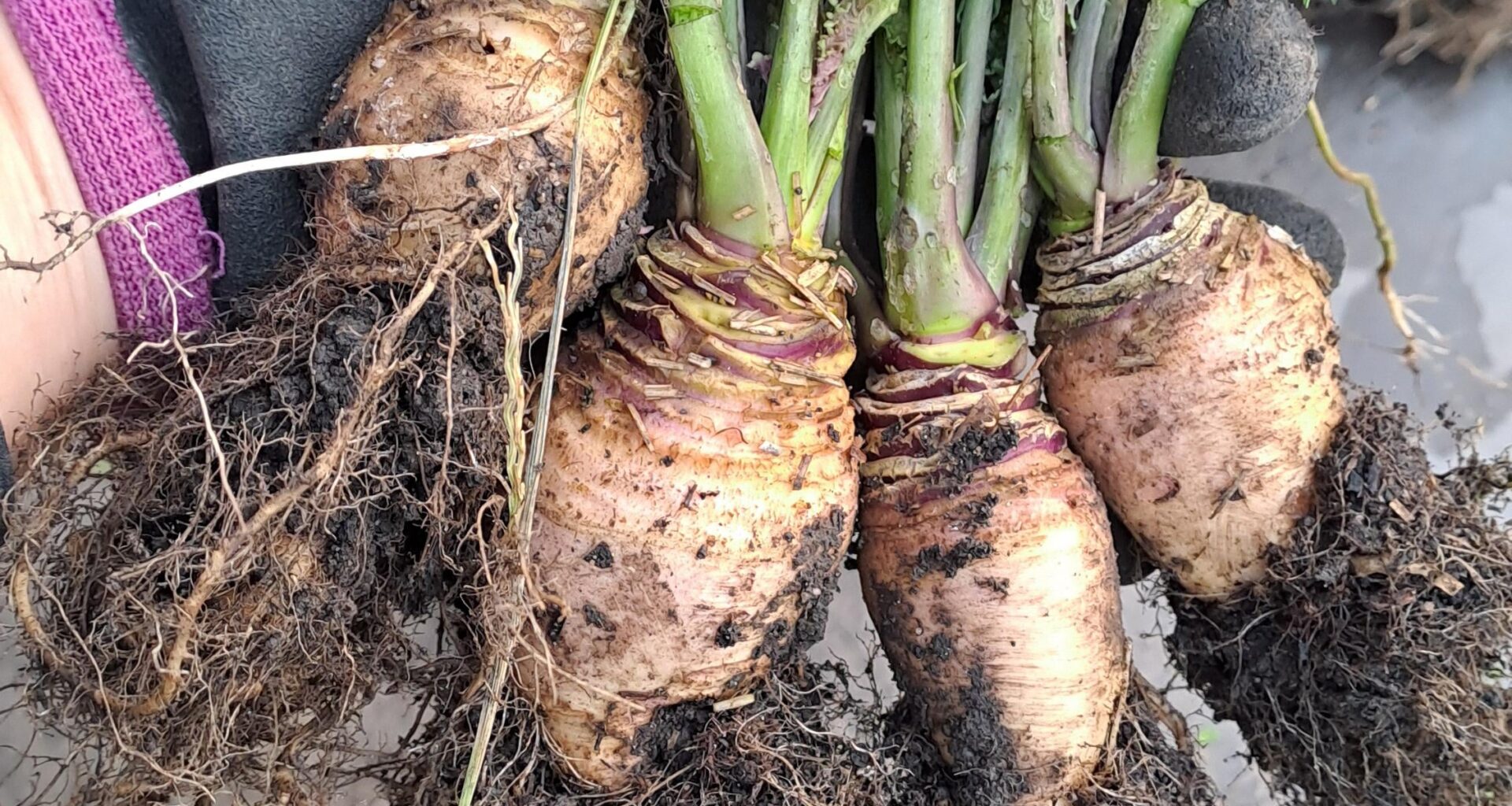 Steckrübenernte 2025😆