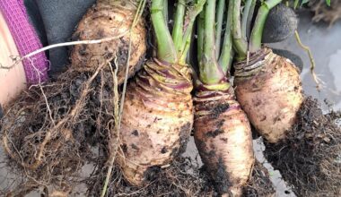 Steckrübenernte 2025😆