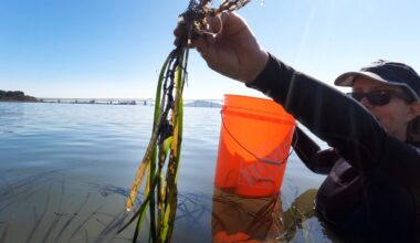 Climate change threatens Bay Area’s eel grass – NBC Bay Area